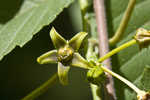 Angularfruit milkvine